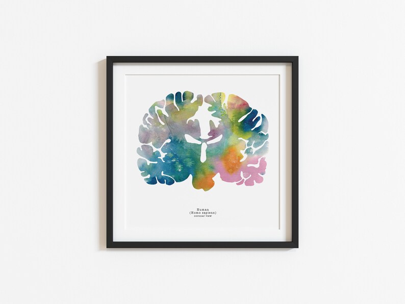 Coronal Human Brain Art - Colorful 8.5" X 8.5" Watercolor Prints ...