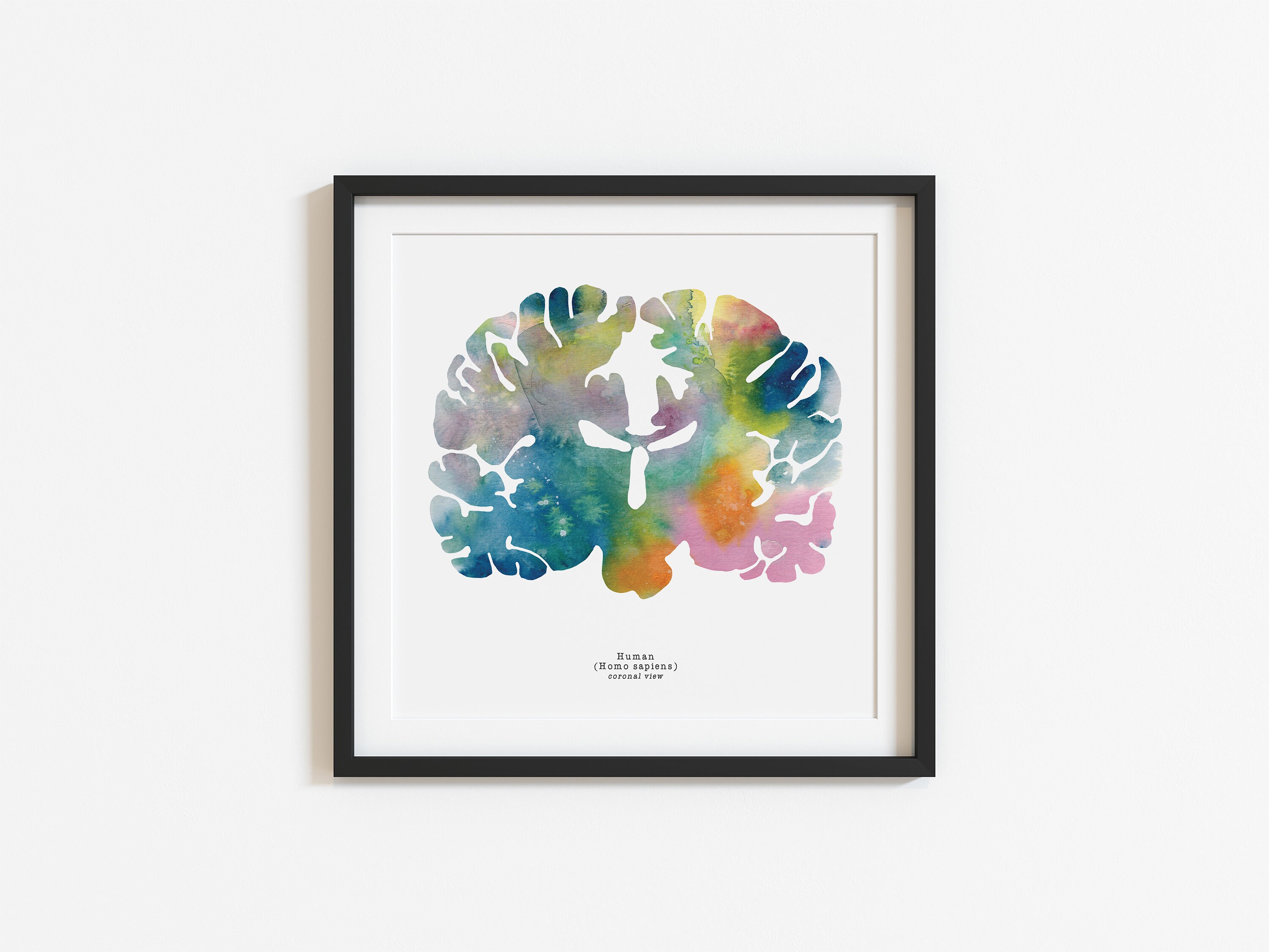 Coronal Human Brain Art - Colorful 8.5" X 8.5" Watercolor Prints ...