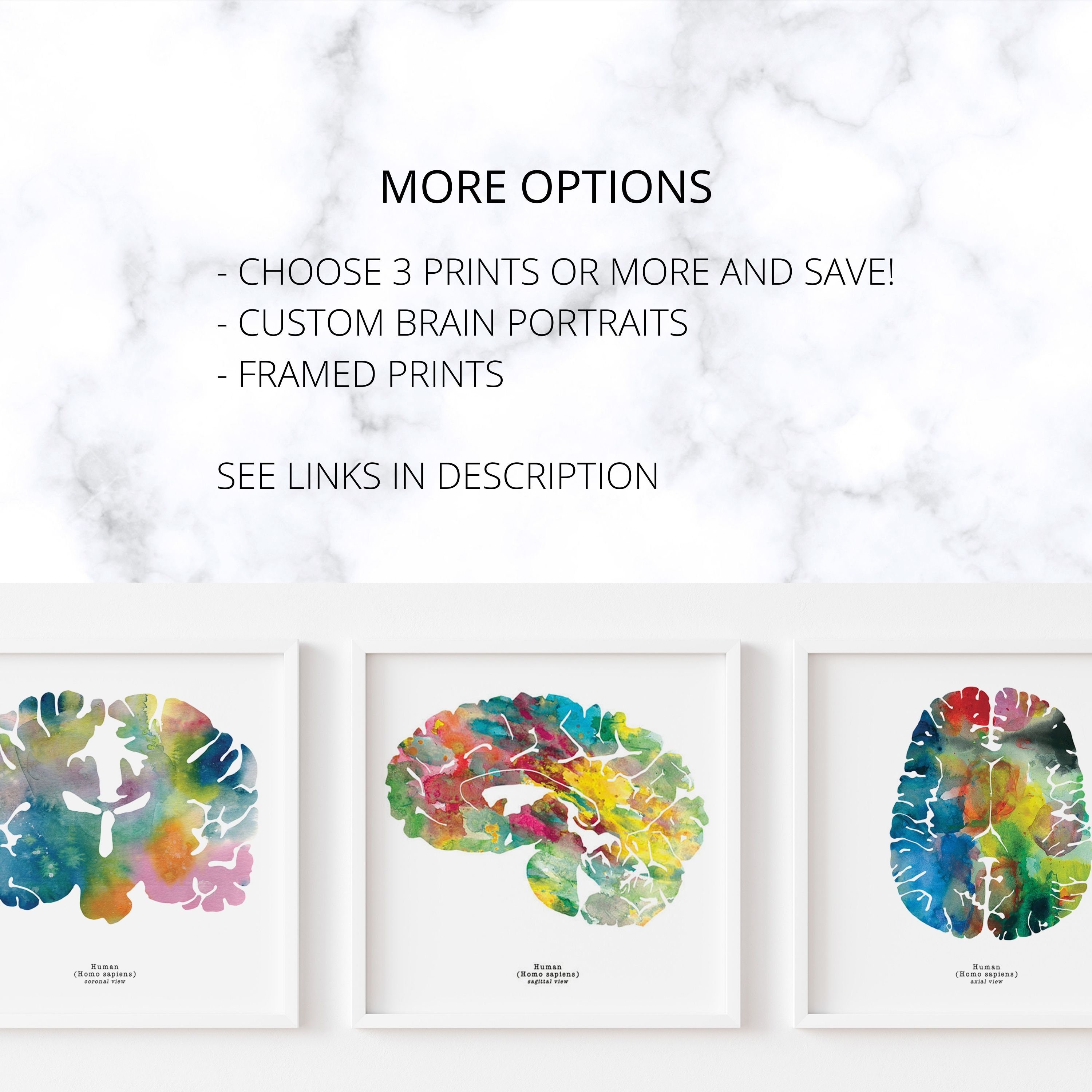 Coronal Human Brain Art Print Set - Three 8.5" X 8.5" Watercolor Prints ...