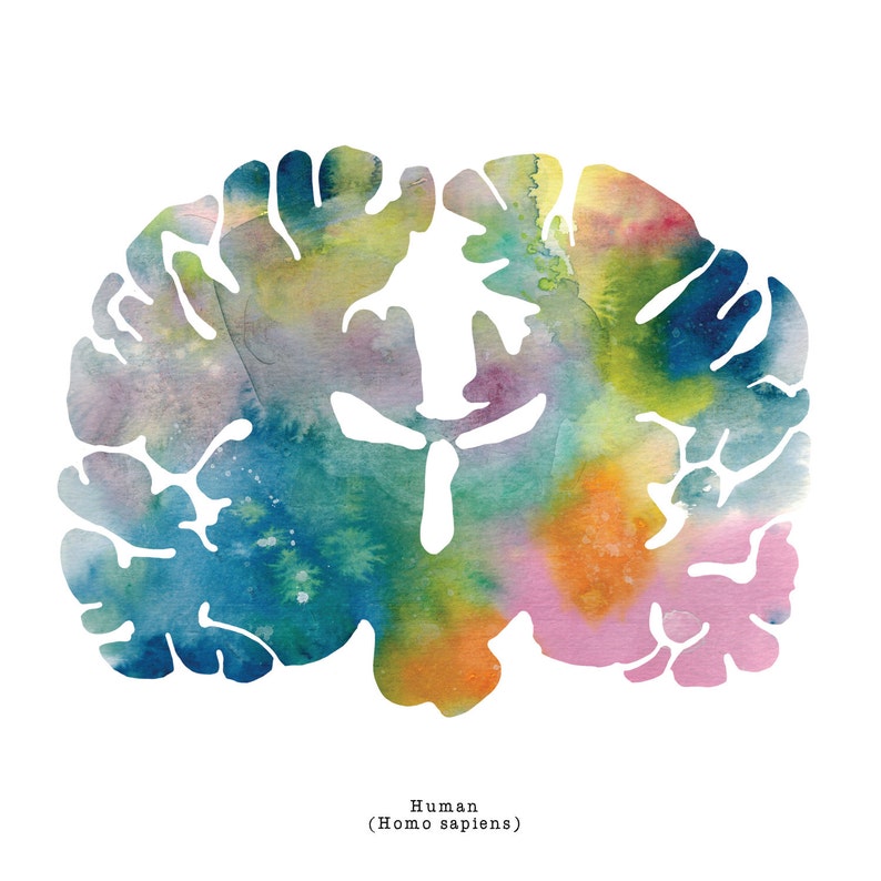 Human Brain Art Print - 12" X 12" Watercolor Prints - Neurology ...