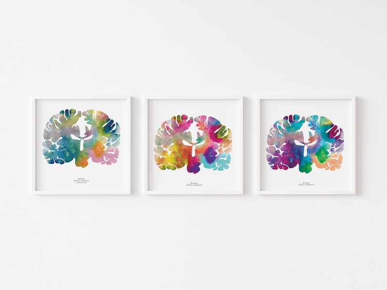 Coronal Human Brain Art Print Set - Three 8.5" X 8.5" Watercolor Prints ...