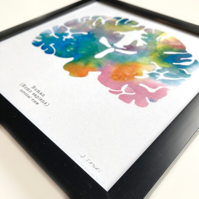 Coronal Human Brain Art - 8.5" X 8.5" Print - Colorful Neurology ...
