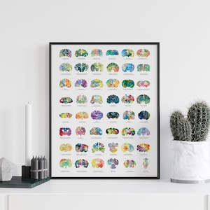 Brain Art Poster - 18&quot; x 24&quot; Oversized Wall Art - Neuroscience Office Decor - Psychology and Veterinarian Gift and Artwork - Medical Art