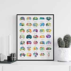Veterinary Gift - Animal Brain Poster - 16" x 19.75" - Colorful Neuroscience, Veterinary, and Psychology Artwork - Veterinarian Gifts