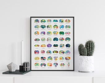 Brain Anatomy Poster - 18&quot; x 24&quot; - Animal Brain Art Poster - Great Veterinarian Gift - Neuroscience Anatomy Poster - Oversized Wall Art