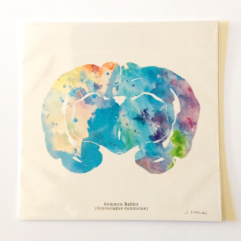 Common Rabbit Brain Art 12 X 12 Watercolor Print - Etsy