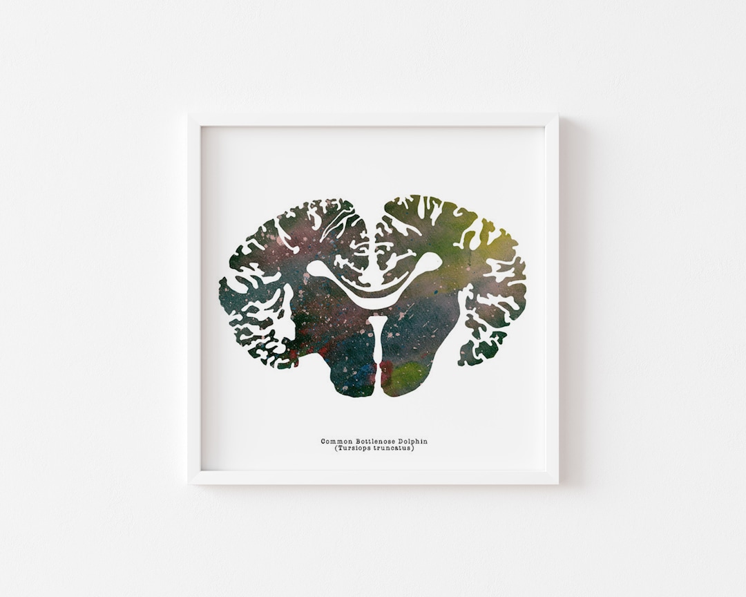 Bottlenose Dolphin Brain Art Print 12 X 12 Animal Brains Prints ...