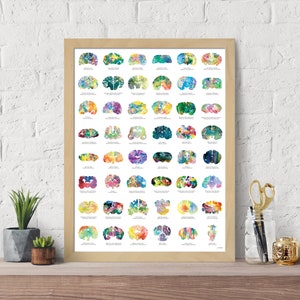 May include: A colourful poster depicting a visual representation of the human brain, with each section labelled with its corresponding name. The poster is framed in a light wood frame.