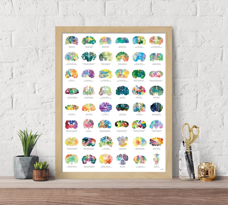 May include: A colourful poster depicting a visual representation of the human brain, with each section labelled with its corresponding name. The poster is framed in a light wood frame.