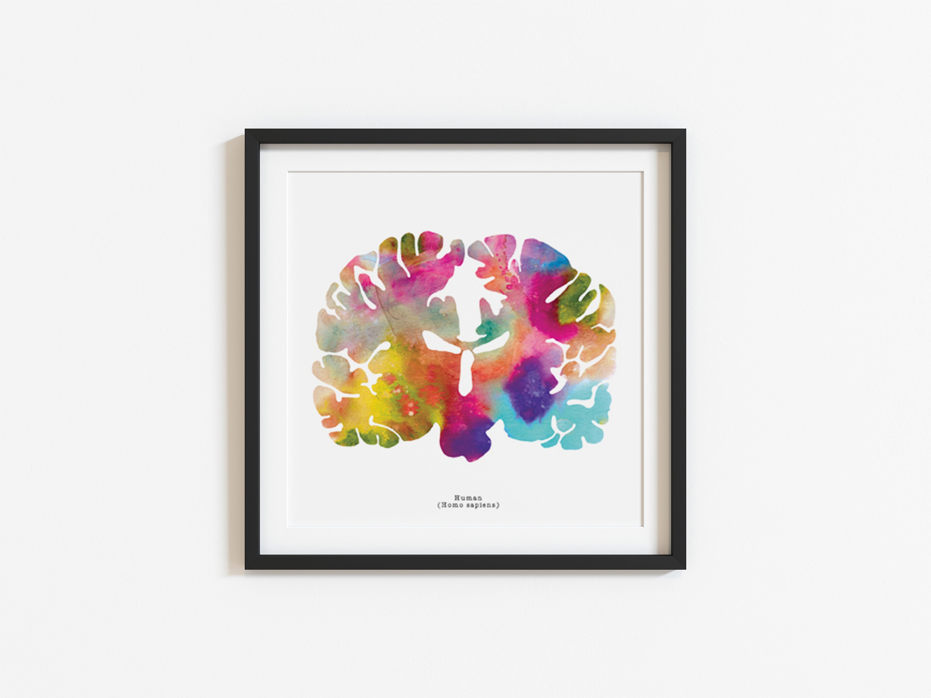 Human Brain Art Print - 12" X 12" Watercolor Artwork Prints - Colorful ...