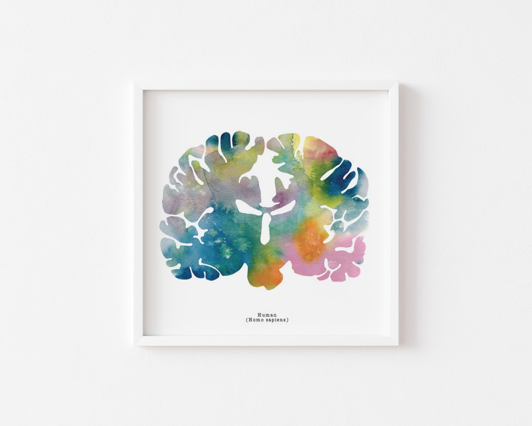 Human Brain Art - Colorful 12" X 12" Coronal Watercolor Print ...