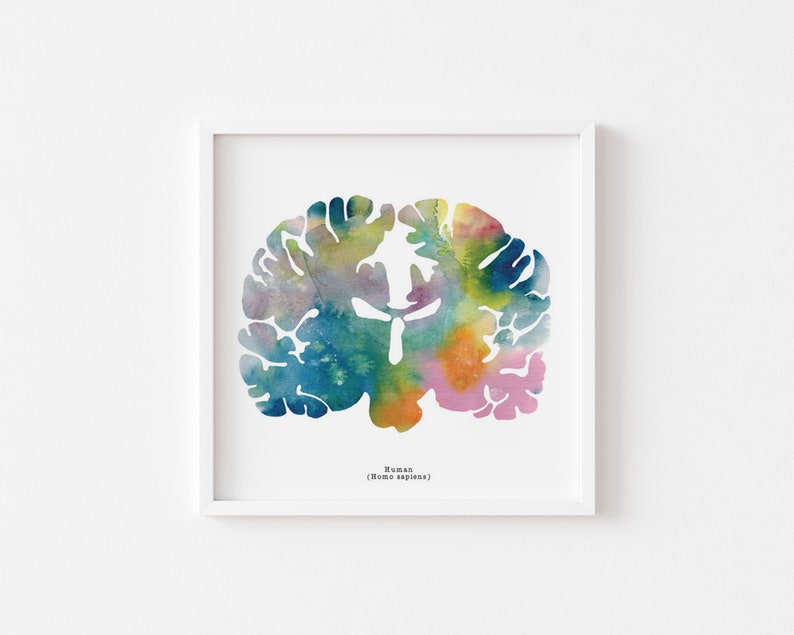 Human Brain Art - Colorful 12" X 12" Coronal Watercolor Print ...