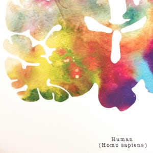 Coronal Human Brain Art Print Set - Three 8.5" X 8.5" Watercolor Prints ...