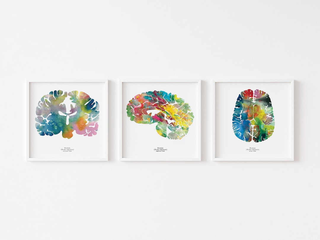 Human Brain Print Set of Three 12" X 12" Watercolor Prints ...