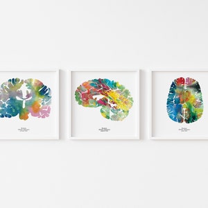 Human Brain Print Set of Three 12&quot; x 12&quot; Watercolor Prints - Neuroscience, Neurology, and Psychology Art - Colorful Gifts by J. Sayuri