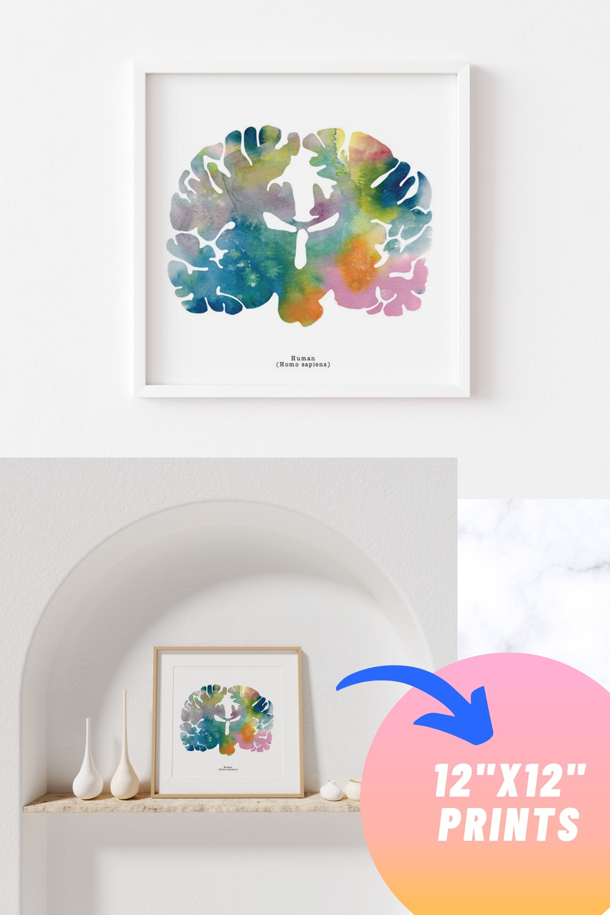 Human Brain Art - Colorful 12" X 12" Coronal Watercolor Print ...