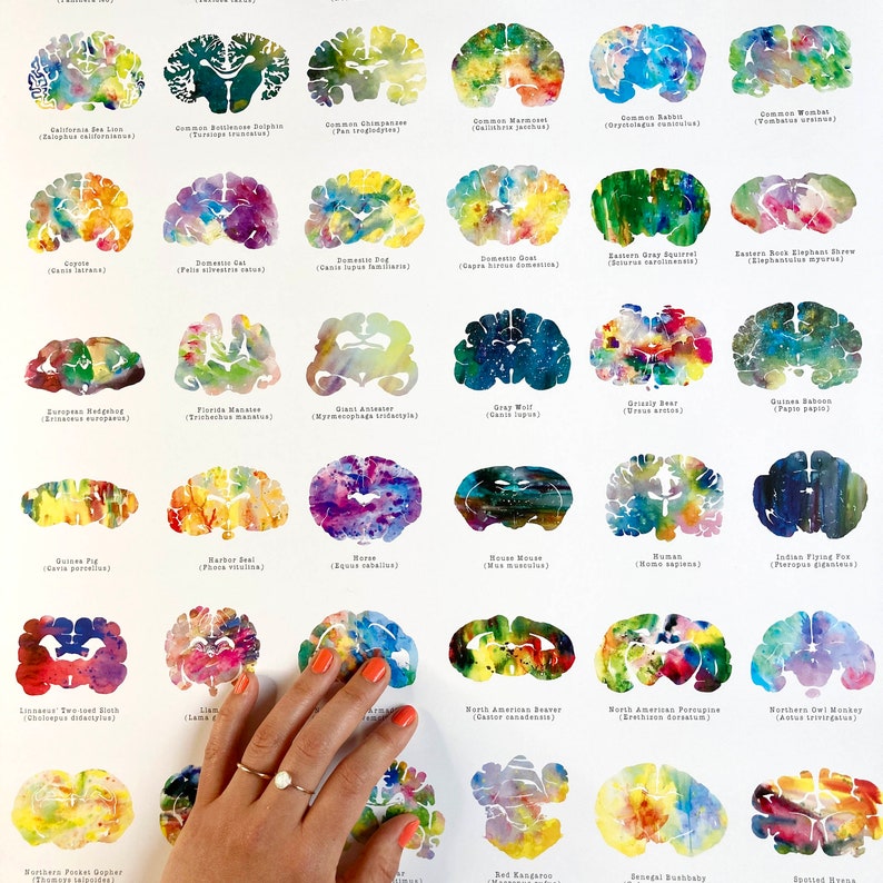 May include: A colourful chart of animal brain cross-sections, each with a watercolour-like design. The chart includes the names of the animals, such as "Common Chimpanzee", "Domestic Cat", "Giant Anteater", "Gray Wolf", "Guinea Baboon", "Horse", "Human", "Indian Flying Fox", "Llama", "North American Beaver", "North American Porcupine", "Northern Owl Monkey", "Red Kangaroo", "Senegal Bushbaby", and "Spectacled Ayaya."