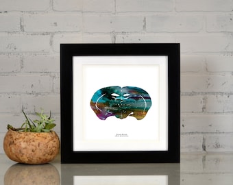 Descarga digital de arte de neurociencia - House Mouse Brain Art - Arte de pared de neurociencia imprimible