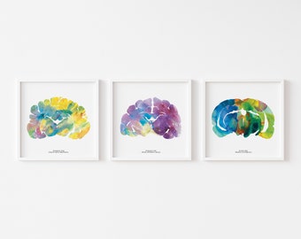 May include: Three watercolor paintings of a human brain, each with a different color scheme. The first brain is yellow, blue, and green. The second brain is purple, blue, and yellow. The third brain is blue, green, and yellow.