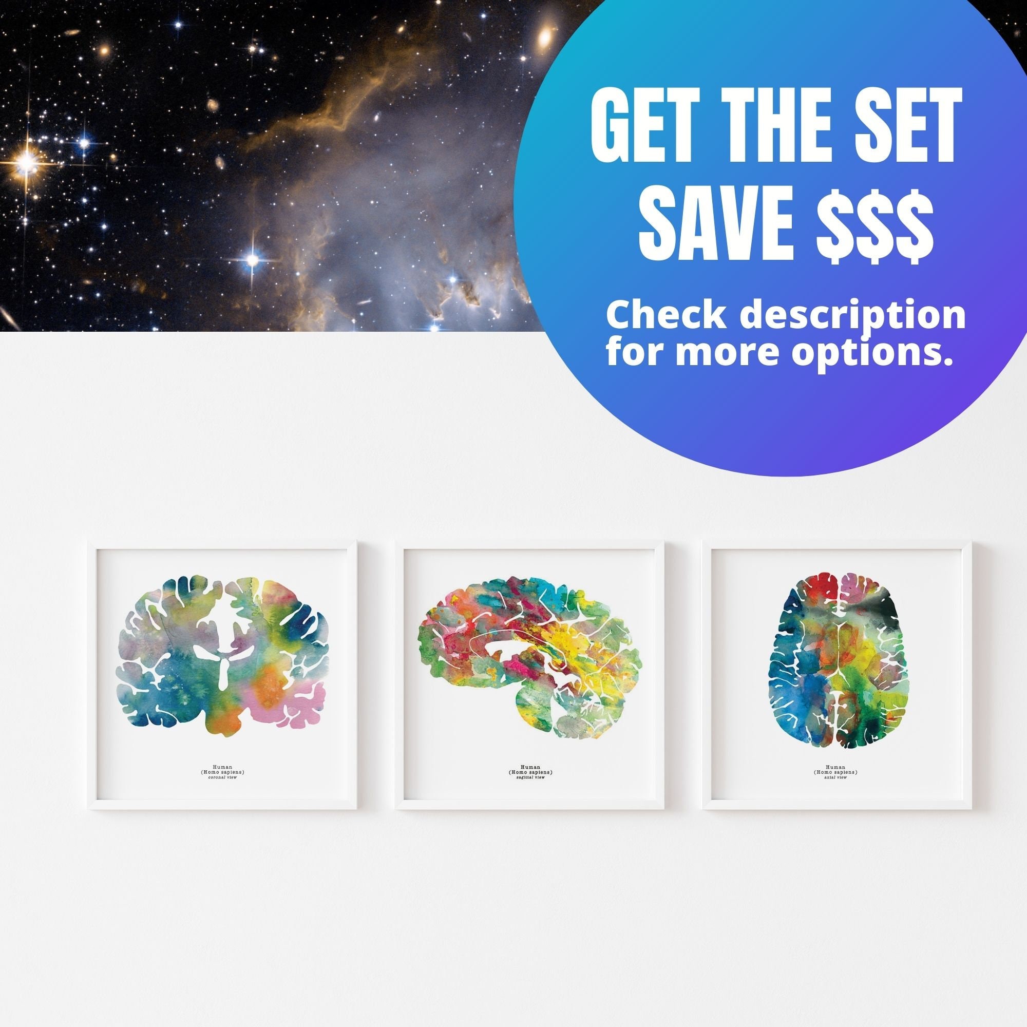 Coronal Human Brain Art - 8.5" X 8.5" Print - Colorful Neurology ...