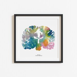 Human Brain Art - Colorful 12" X 12" Coronal Watercolor Print ...