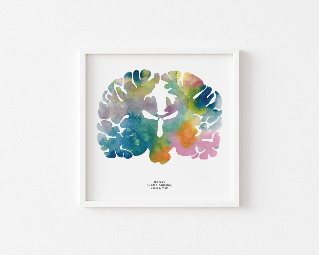 Coronal Human Brain Art - Colorful 8.5" X 8.5" Watercolor Prints ...