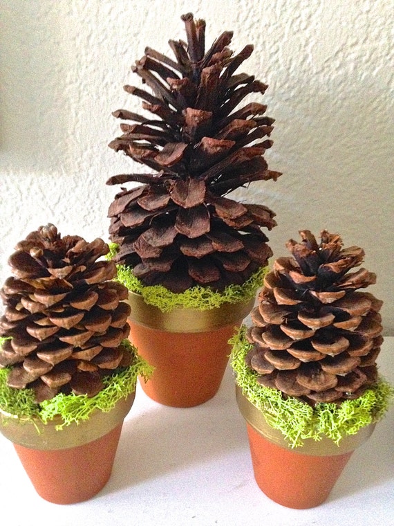 Pine Cone Trio in Clay Pots w/Reindeer Moss Shabby Chic Etsy