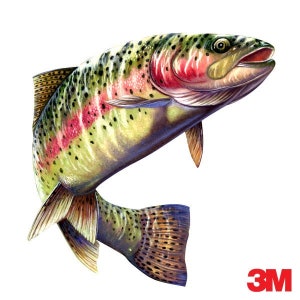 3m Gloss Vinyl Rainbow Trout Fish Fishing Color  Decal 6x2.75" Boat, Car, Camper, Tackle Box Decal