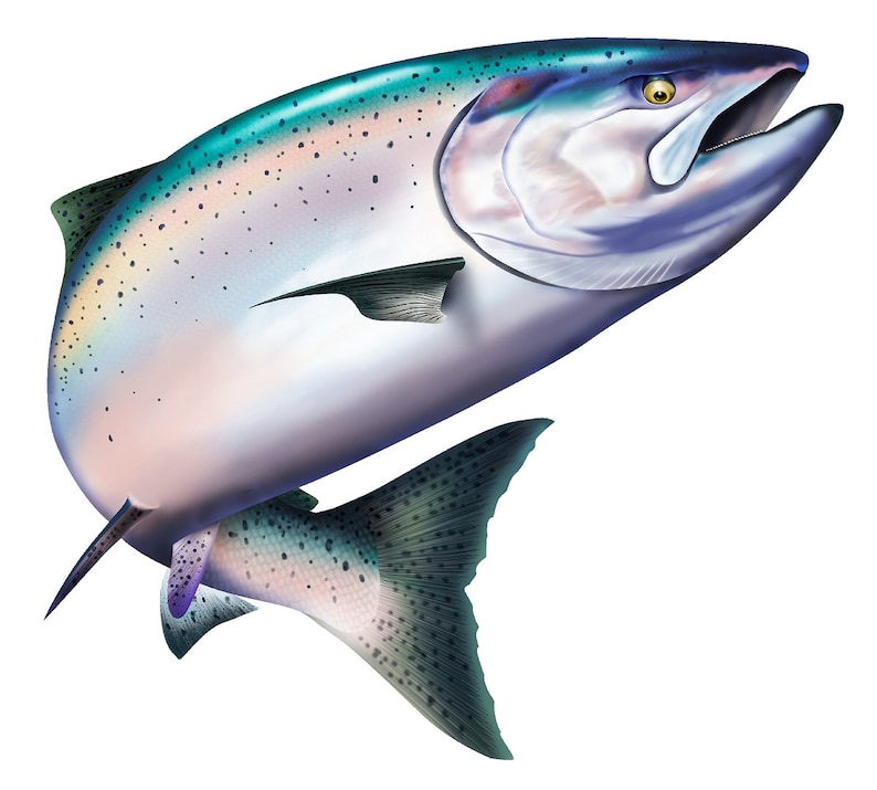 King Salmon Fishing Color Decal 6 Boat Car Camper Etsy