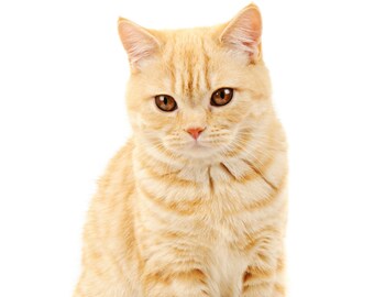 Ginger Kitten - Large Cotton Tea Towel
