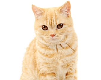 Ginger Kitten - Large Cotton Tea Towel
