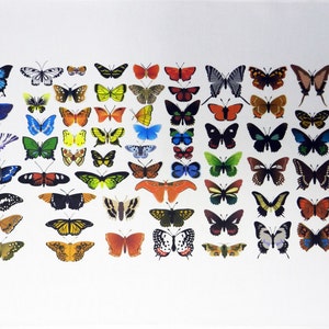 May include: A white background features a collection of butterfly illustrations in various colours. The butterflies are diverse in size and shape, with shades of blue, yellow, orange, and black. The arrangement is symmetrical, forming a visually pleasing pattern.