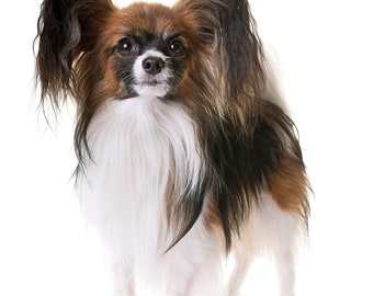 The Papillon Dog Large Cotton Tea Towel