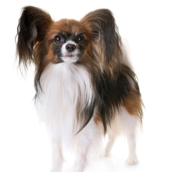 The Papillon Dog Large Cotton Tea Towel