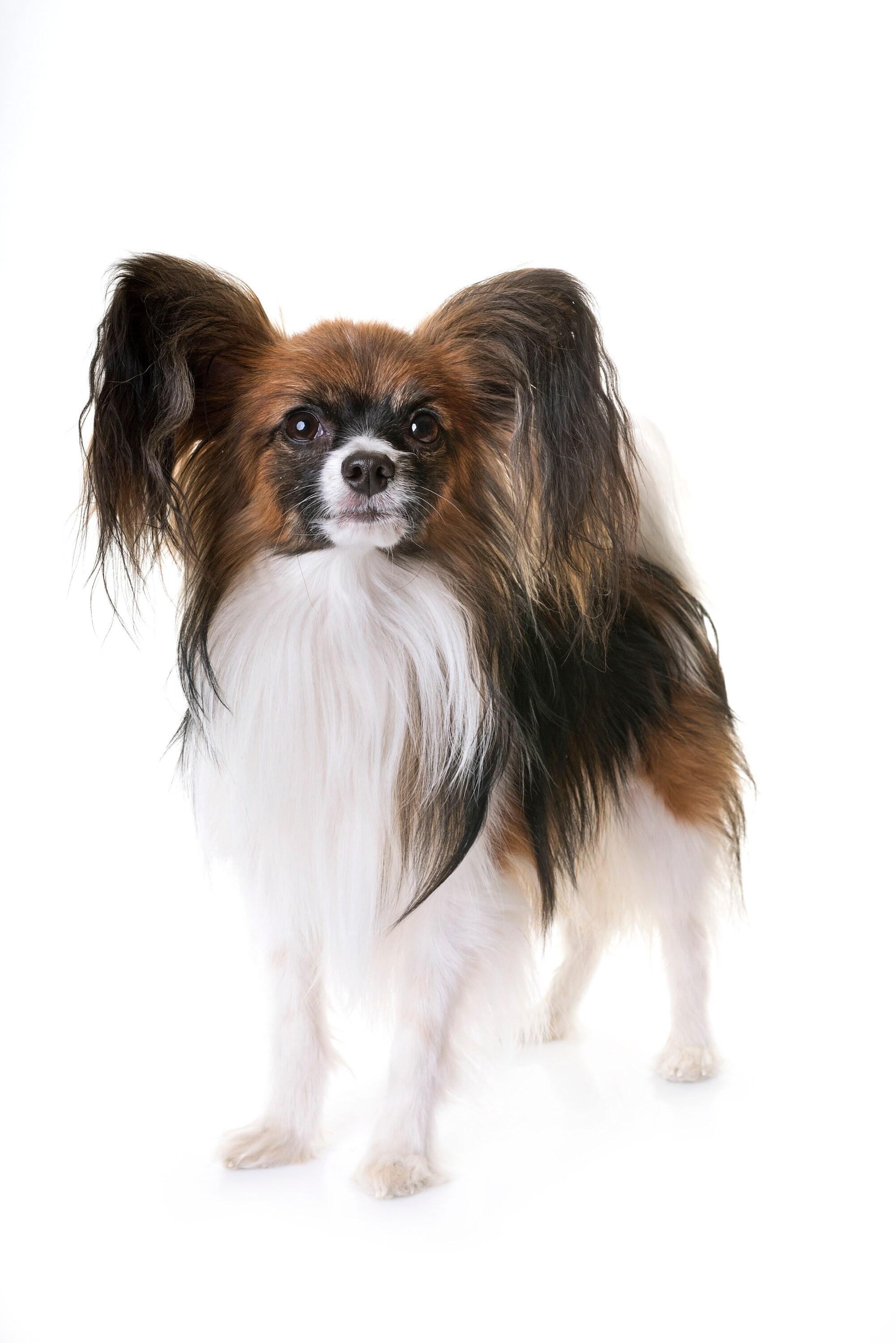 Papillon dog figure made in UK (japan import)