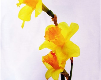 Yellow Daffodils Cotton Tea Towel