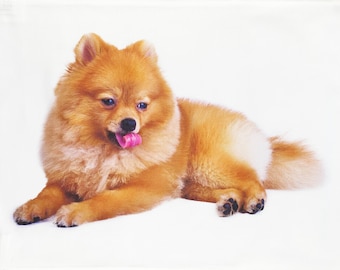 The Pomeranian Dog - Large Cotton Tea Towel