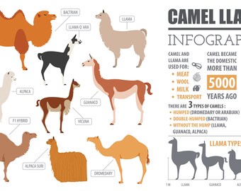Camel and Llama Infographic Large Cotton Tea Towel