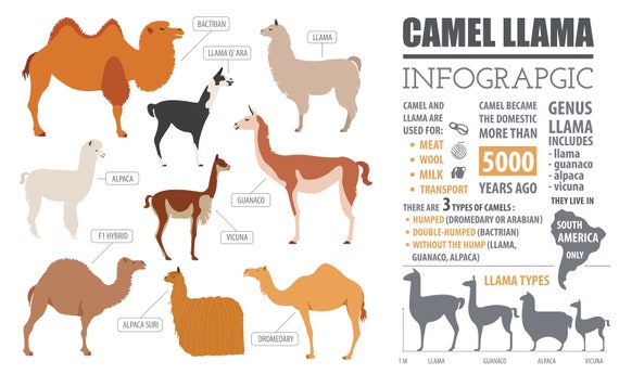 Camel and Llama Infographic Large Cotton Tea Towel