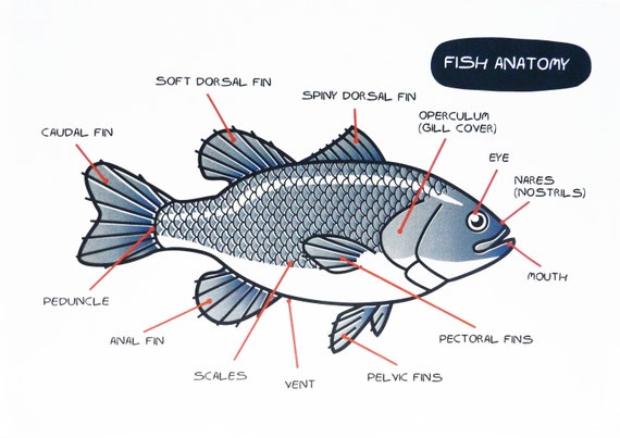 Anatomy of a Fish - Large Cotton Tea Towel
