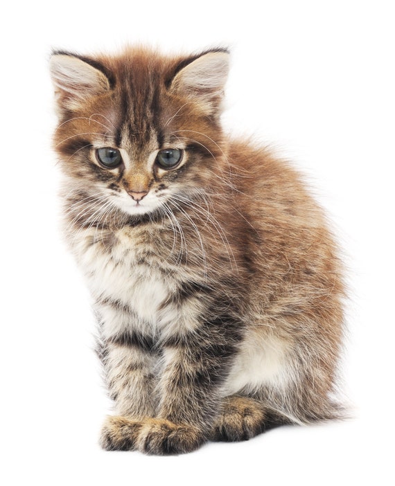 The Little Kitten - Large Cotton Tea Towel by Half a Donkey