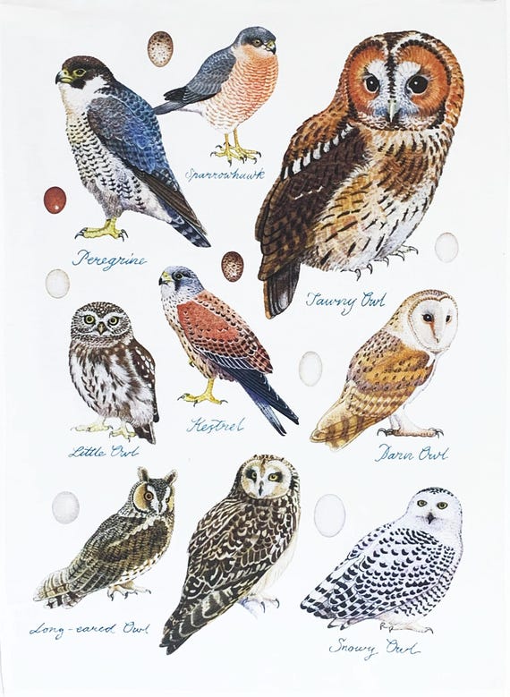 Birds of Prey Large Cotton Tea Towel
