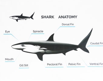 Shark Anatomy - Large Cotton Tea Towel