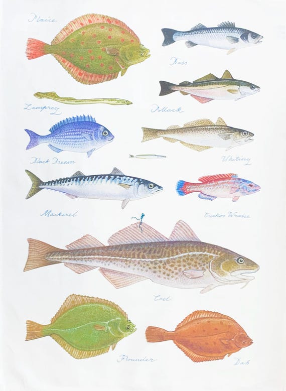 Sea Fishes Cotton Tea Towel, White, Large, 47x65cm, Rectangular, hanging loop