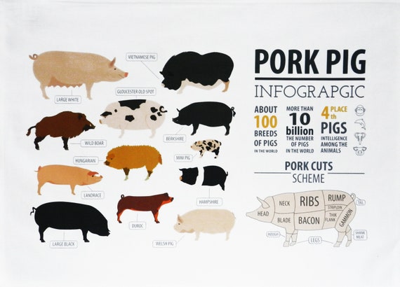 Pig Infographic - Large Cotton Tea Towel
