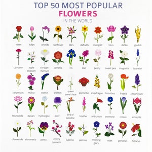 May include: A poster displaying 50 illustrations of popular flowers, such as roses, tulips, and sunflowers. Each flower is labelled with its name. The poster has a white background with the text "TOP 50 MOST POPULAR FLOWERS IN THE WORLD".