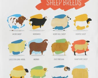 Breeds of Sheep Large Cotton Tea Towel