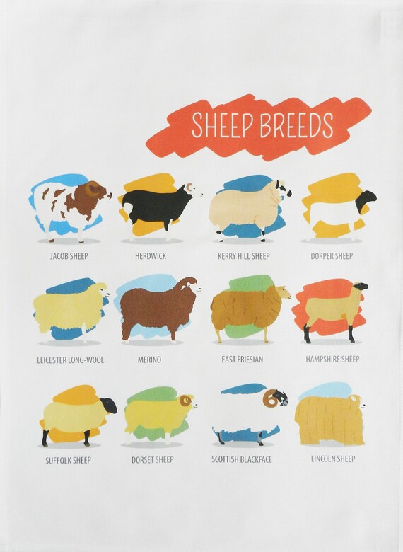 Breeds of Sheep Large Cotton Tea Towel