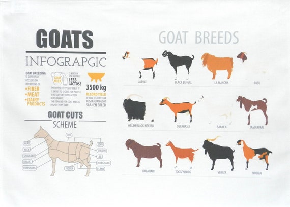 Goat Infographic - Large Cotton Tea Towel