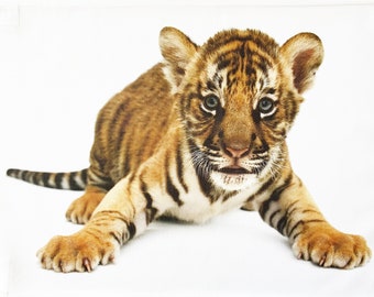 The Baby Bengal Tiger Cub - Large Cotton Tea Towel